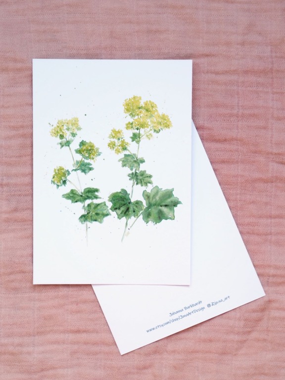 Premium Postkarte "Frauenmantel"